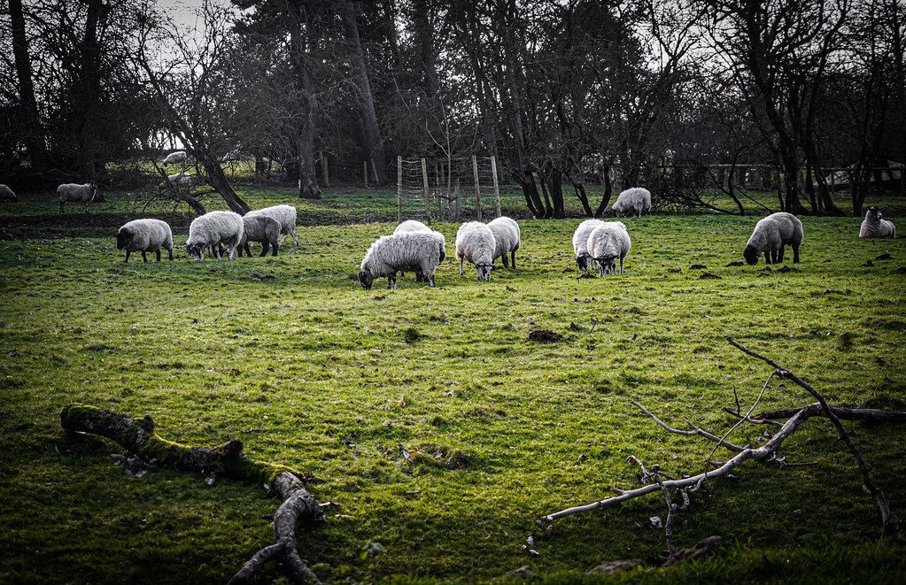 Sheep grazing in a green field